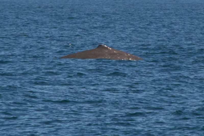 Nieuw-Zeeland 2011 - 1221